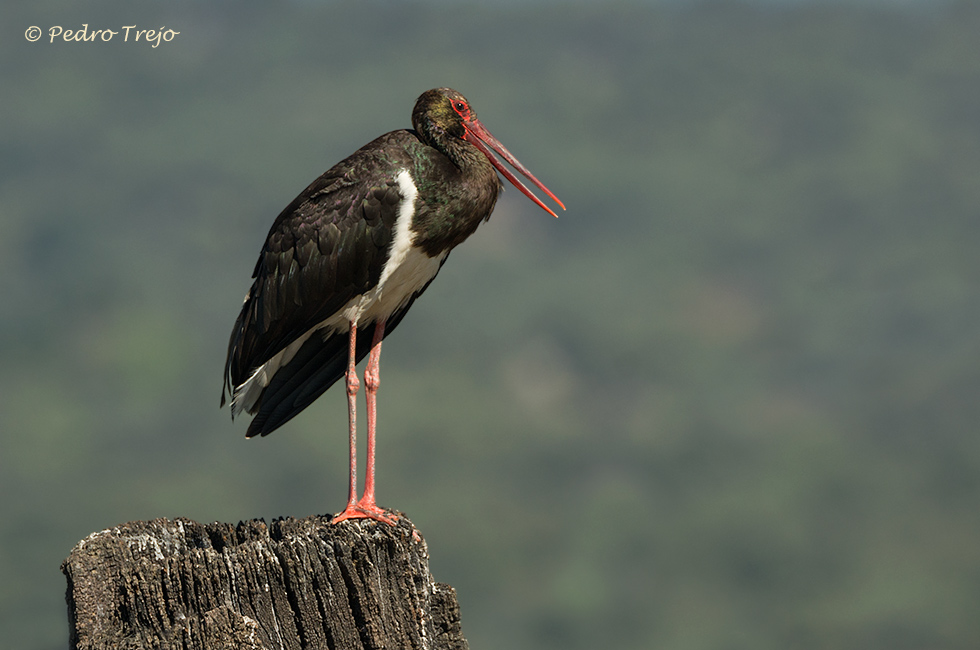 Cigüeña negra (Ciconia nigra)